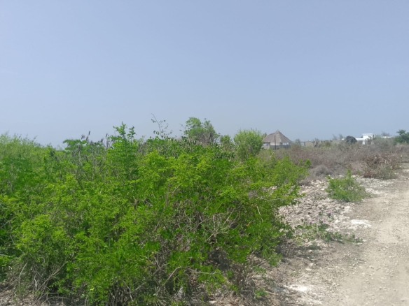 Prime 2-acre second-row plot for sale in Watamu near Lonno Lodge and Mawe Zuri with beach access and Jacaranda Road frontage.