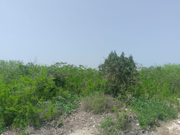 Prime 2-acre second-row plot for sale in Watamu near Lonno Lodge and Mawe Zuri with beach access and Jacaranda Road frontage.
