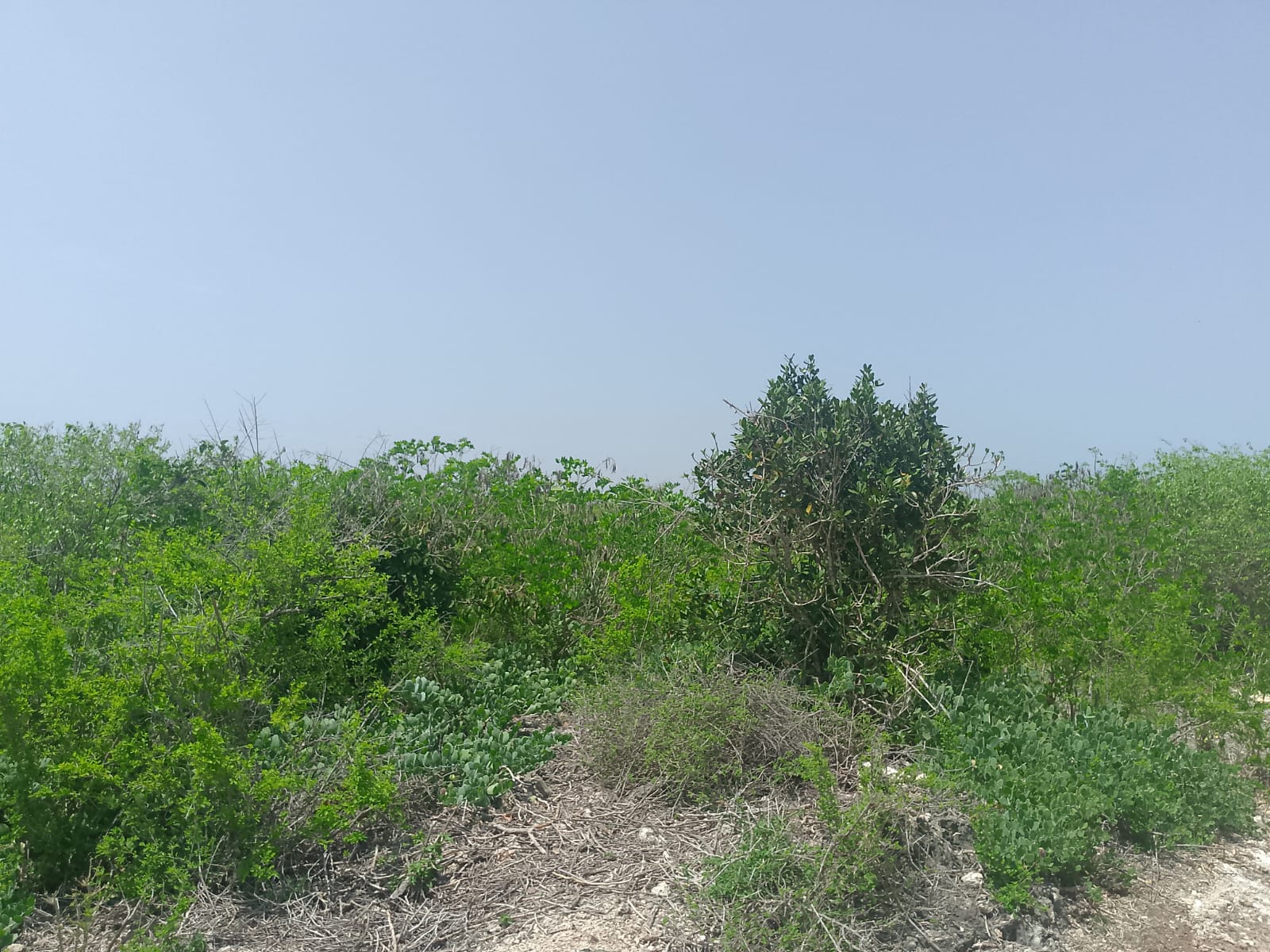 Prime 2-acre second-row plot for sale in Watamu near Lonno Lodge and Mawe Zuri with beach access and Jacaranda Road frontage.