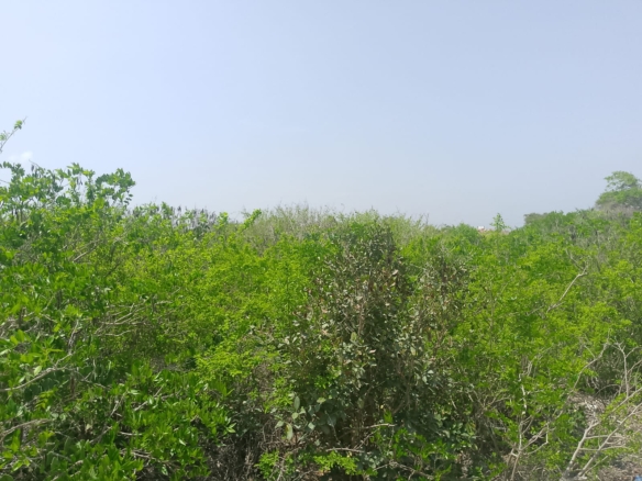 Prime 2-acre second-row plot for sale in Watamu near Lonno Lodge and Mawe Zuri with beach access and Jacaranda Road frontage.