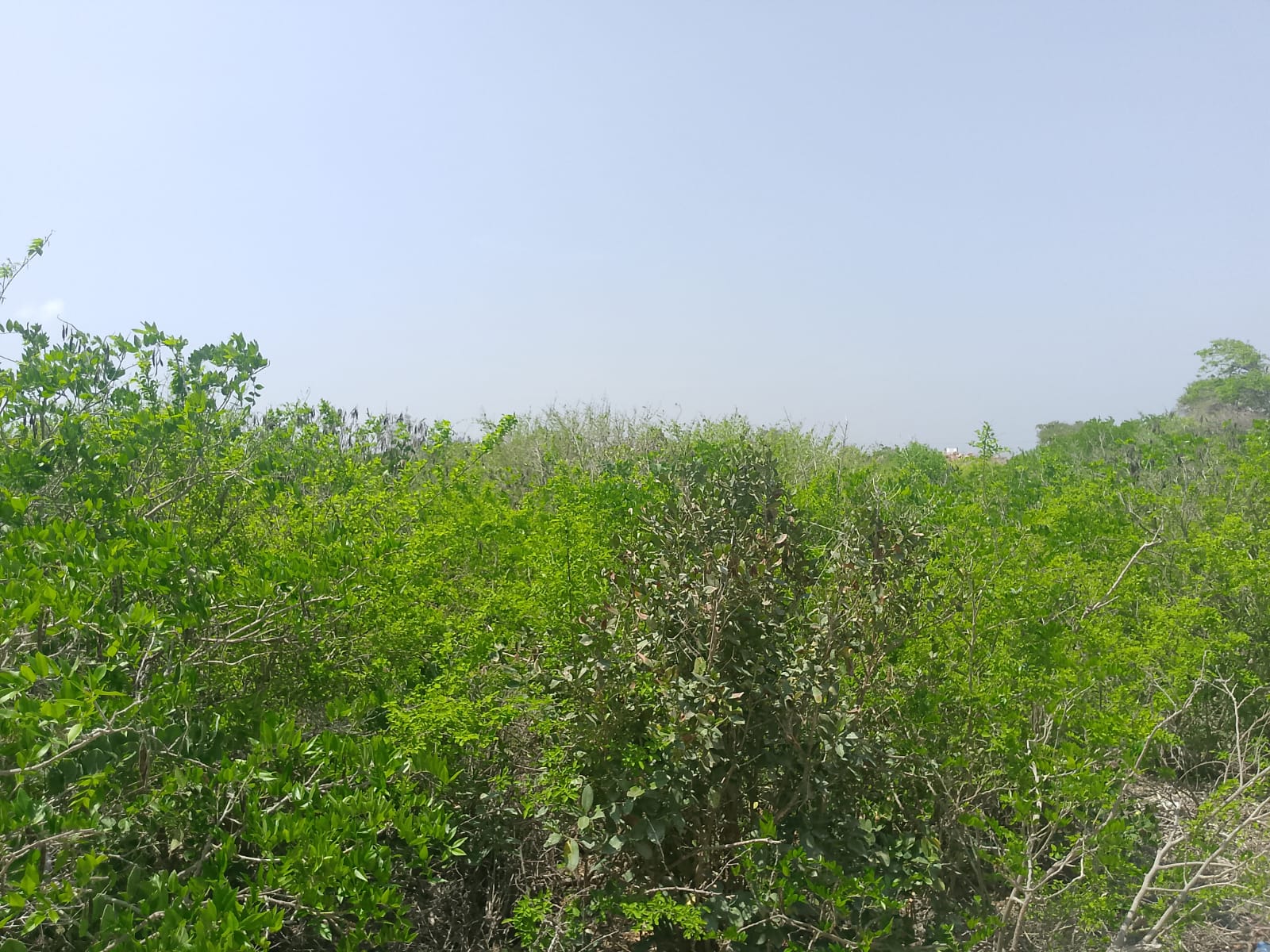 Prime 2-acre second-row plot for sale in Watamu near Lonno Lodge and Mawe Zuri with beach access and Jacaranda Road frontage.