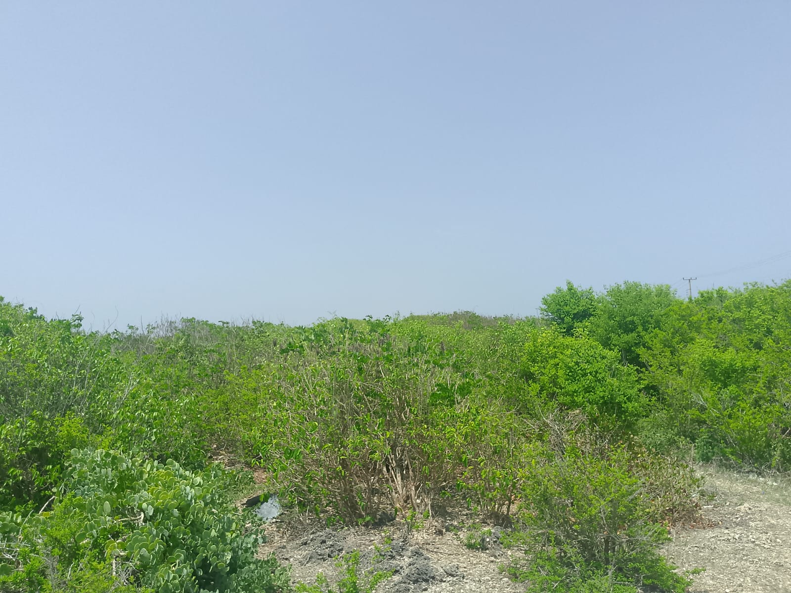 Prime 2-acre second-row plot for sale in Watamu near Lonno Lodge and Mawe Zuri with beach access and Jacaranda Road frontage.