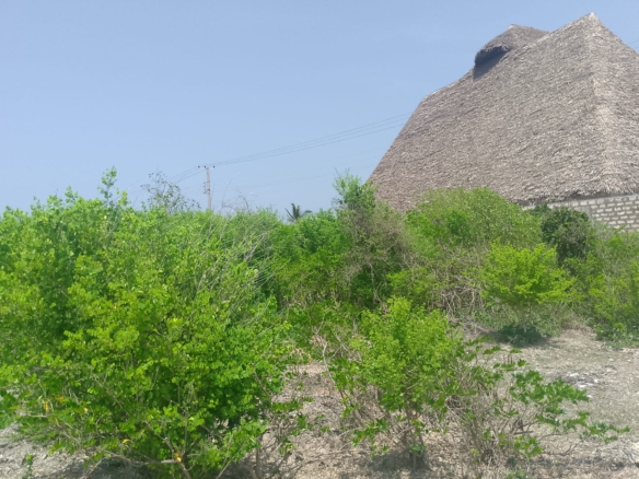 Prime 2-acre second-row plot for sale in Watamu near Lonno Lodge and Mawe Zuri with beach access and Jacaranda Road frontage.