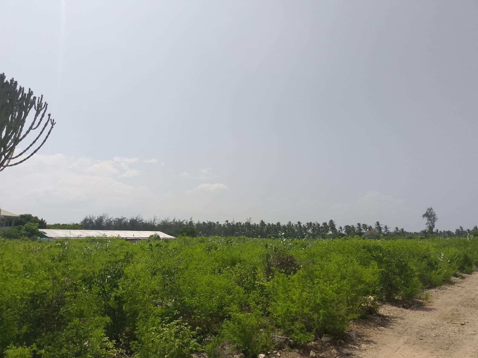 Prime 3-acre land for sale in Watamu near Rafiki Tamu Resort, Watamu Plaza, and Tembo Village. Fully titled, high growth, coastal investment opportunity.