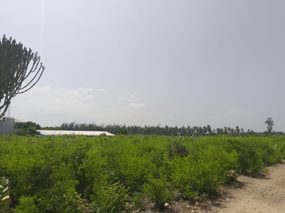 Prime 3-acre land for sale in Watamu near Rafiki Tamu Resort, Watamu Plaza, and Tembo Village. Fully titled, high growth, coastal investment opportunity.