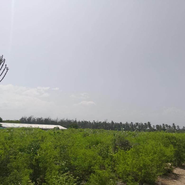 Prime 3-acre land for sale in Watamu near Rafiki Tamu Resort, Watamu Plaza, and Tembo Village. Fully titled, high growth, coastal investment opportunity.