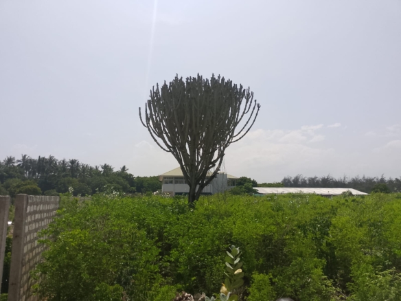 Prime 3-acre land for sale in Watamu near Rafiki Tamu Resort, Watamu Plaza, and Tembo Village. Fully titled, high growth, coastal investment opportunity.