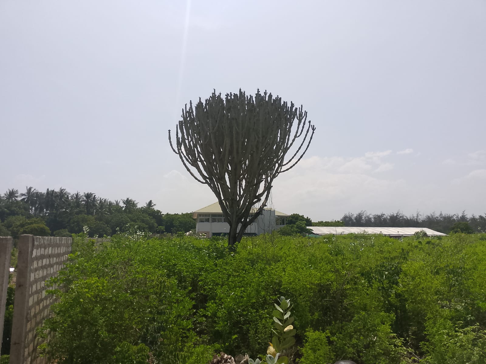 Prime 3-acre land for sale in Watamu near Rafiki Tamu Resort, Watamu Plaza, and Tembo Village. Fully titled, high growth, coastal investment opportunity.