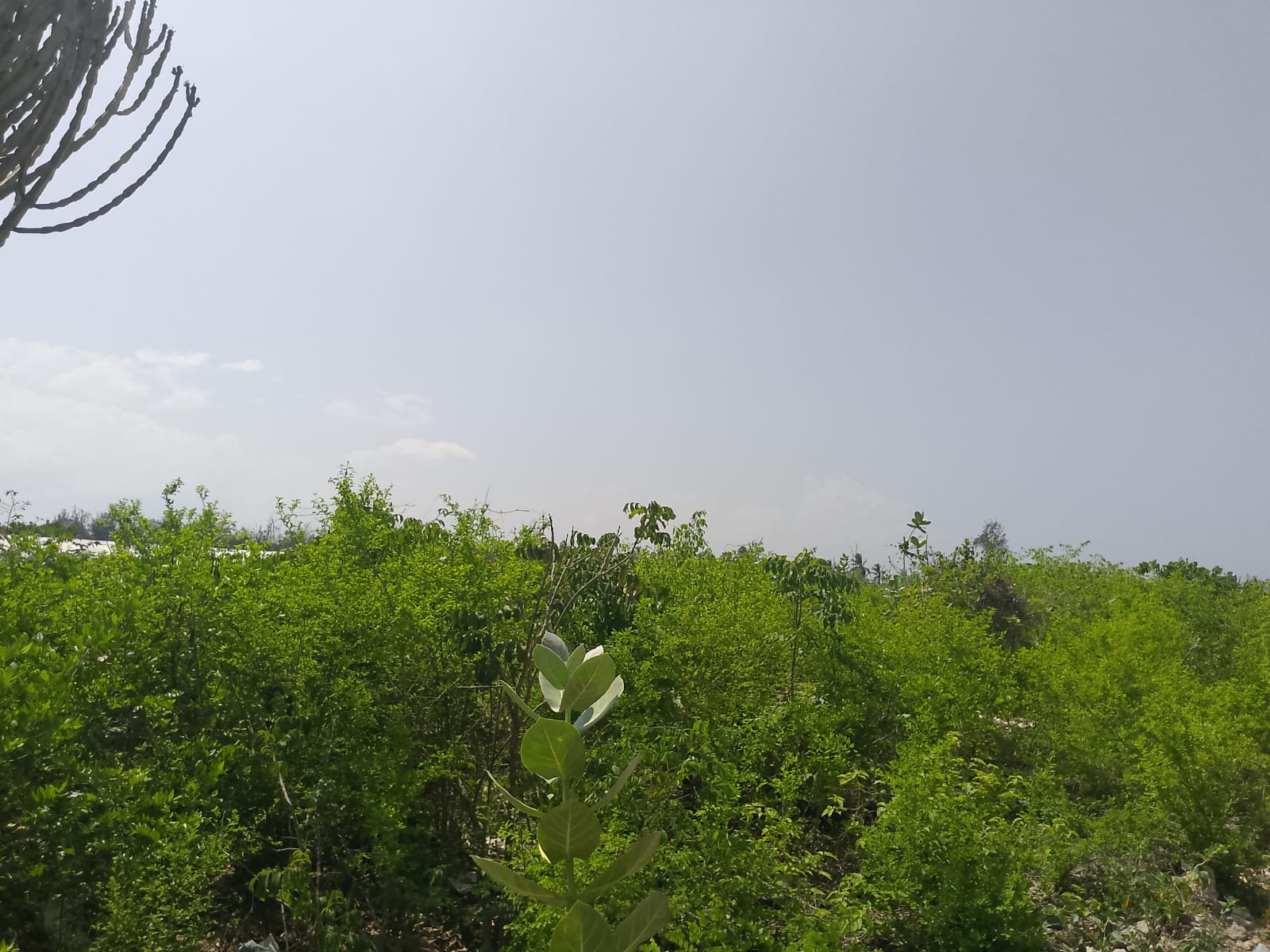 Prime 3-acre land for sale in Watamu near Rafiki Tamu Resort, Watamu Plaza, and Tembo Village. Fully titled, high growth, coastal investment opportunity.