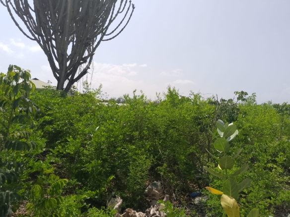 Prime 3-acre land for sale in Watamu near Rafiki Tamu Resort, Watamu Plaza, and Tembo Village. Fully titled, high growth, coastal investment opportunity.