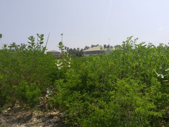 Prime 3-acre land for sale in Watamu near Rafiki Tamu Resort, Watamu Plaza, and Tembo Village. Fully titled, high growth, coastal investment opportunity.