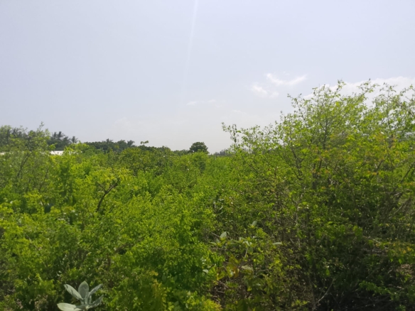 Prime 3-acre land for sale in Watamu near Rafiki Tamu Resort, Watamu Plaza, and Tembo Village. Fully titled, high growth, coastal investment opportunity.