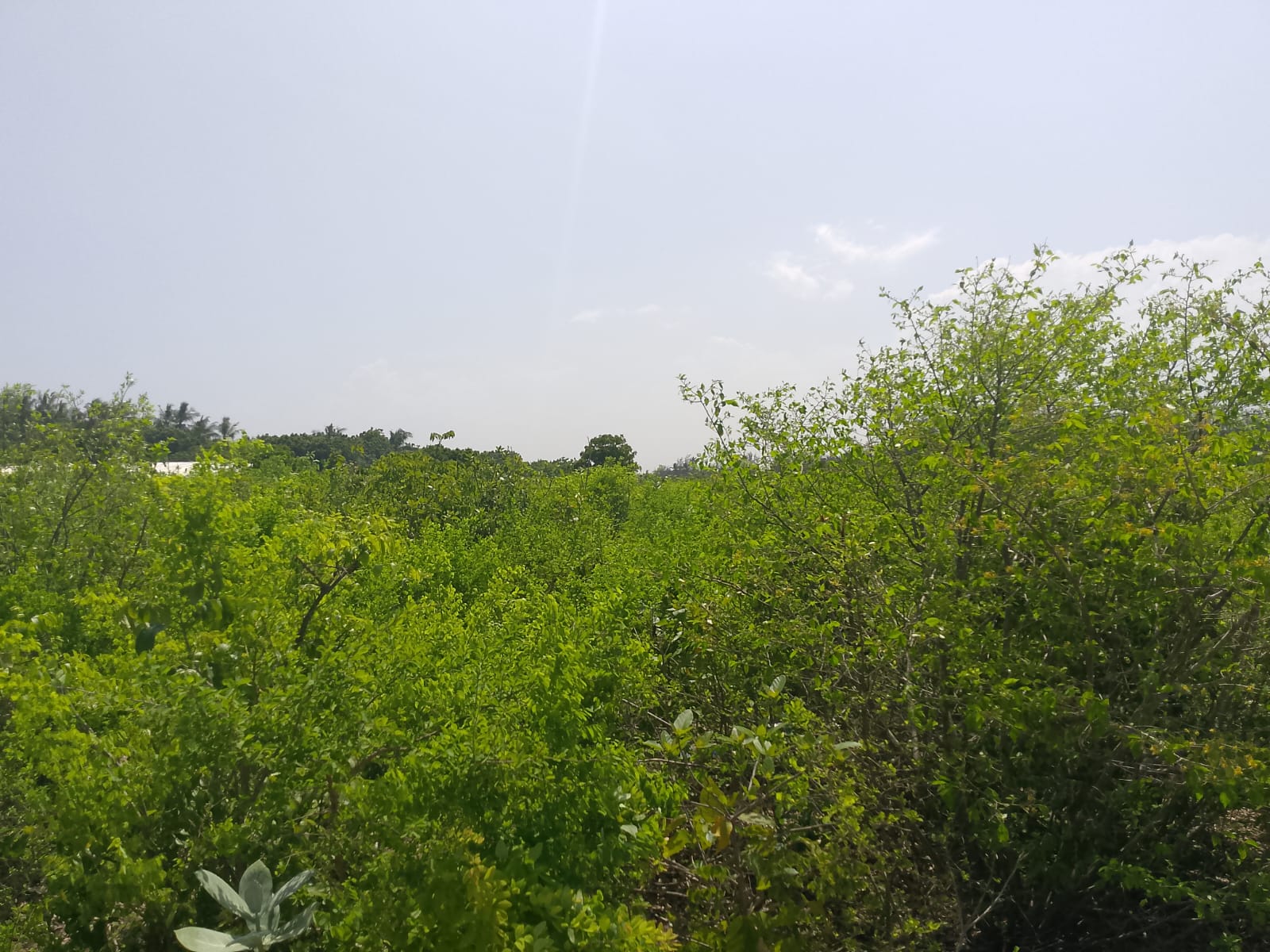 Prime 3-acre land for sale in Watamu near Rafiki Tamu Resort, Watamu Plaza, and Tembo Village. Fully titled, high growth, coastal investment opportunity.