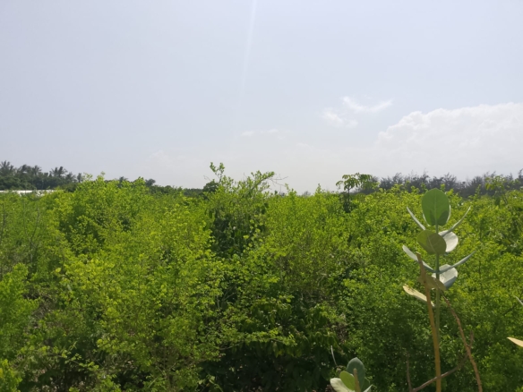 Prime 3-acre land for sale in Watamu near Rafiki Tamu Resort, Watamu Plaza, and Tembo Village. Fully titled, high growth, coastal investment opportunity.