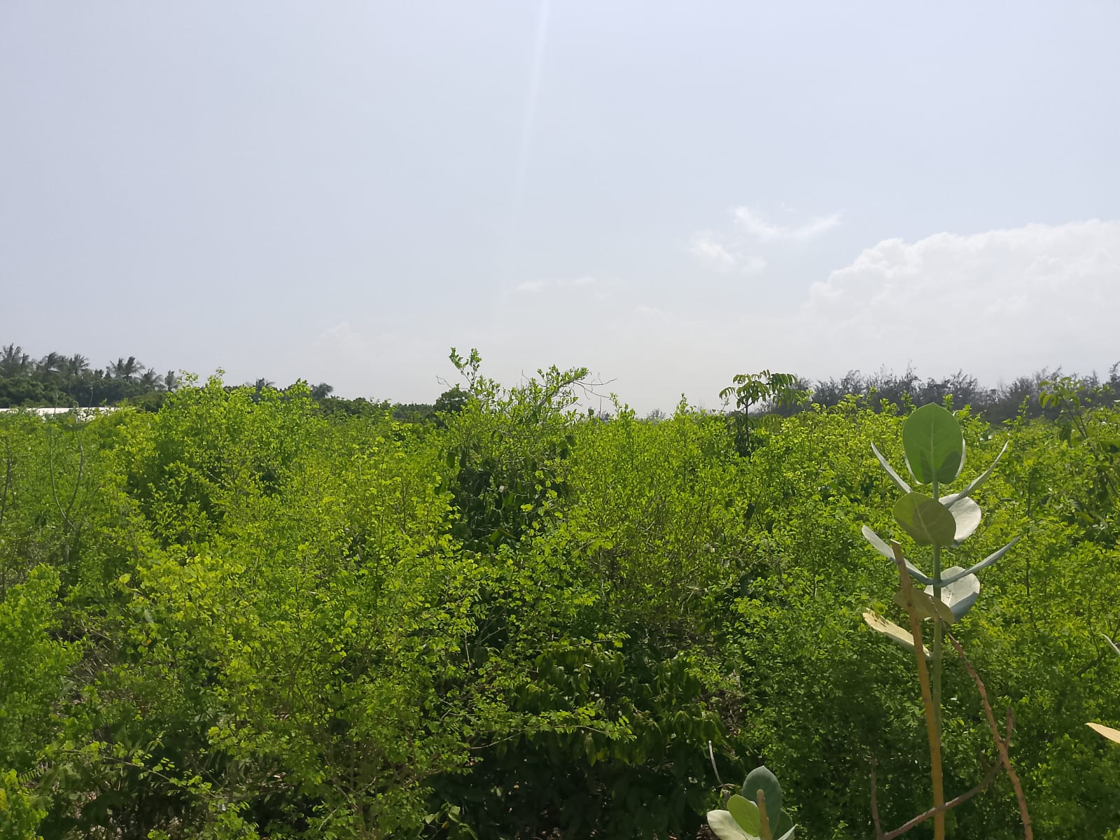 Prime 3-acre land for sale in Watamu near Rafiki Tamu Resort, Watamu Plaza, and Tembo Village. Fully titled, high growth, coastal investment opportunity.