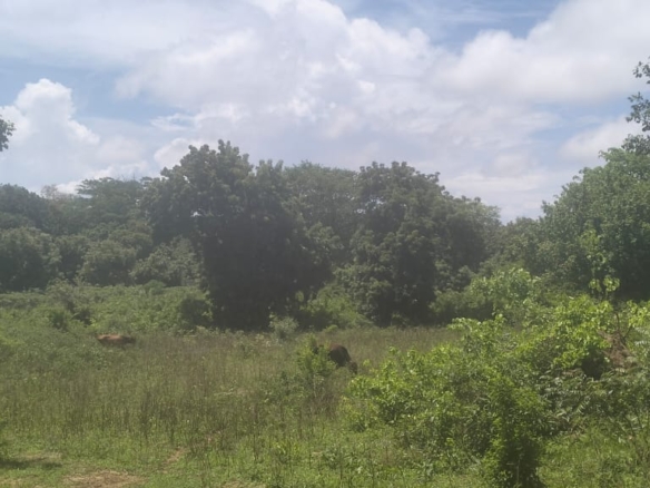 Kaoyeni 2 acres