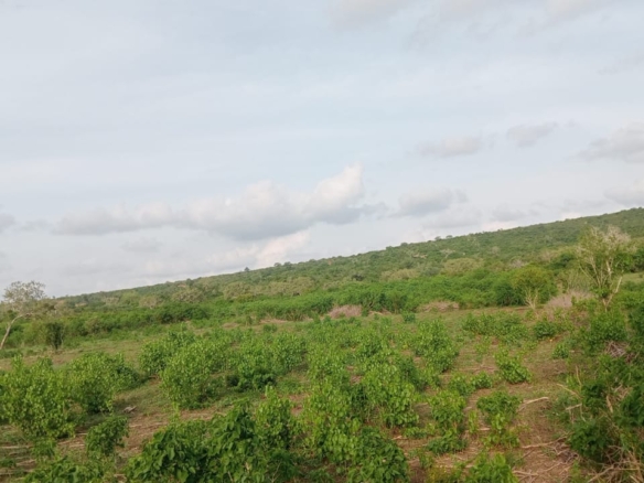 4.8 acres of fertile land for sale in Marafa Malindi with ready title deed at KES 150,000 per acre.