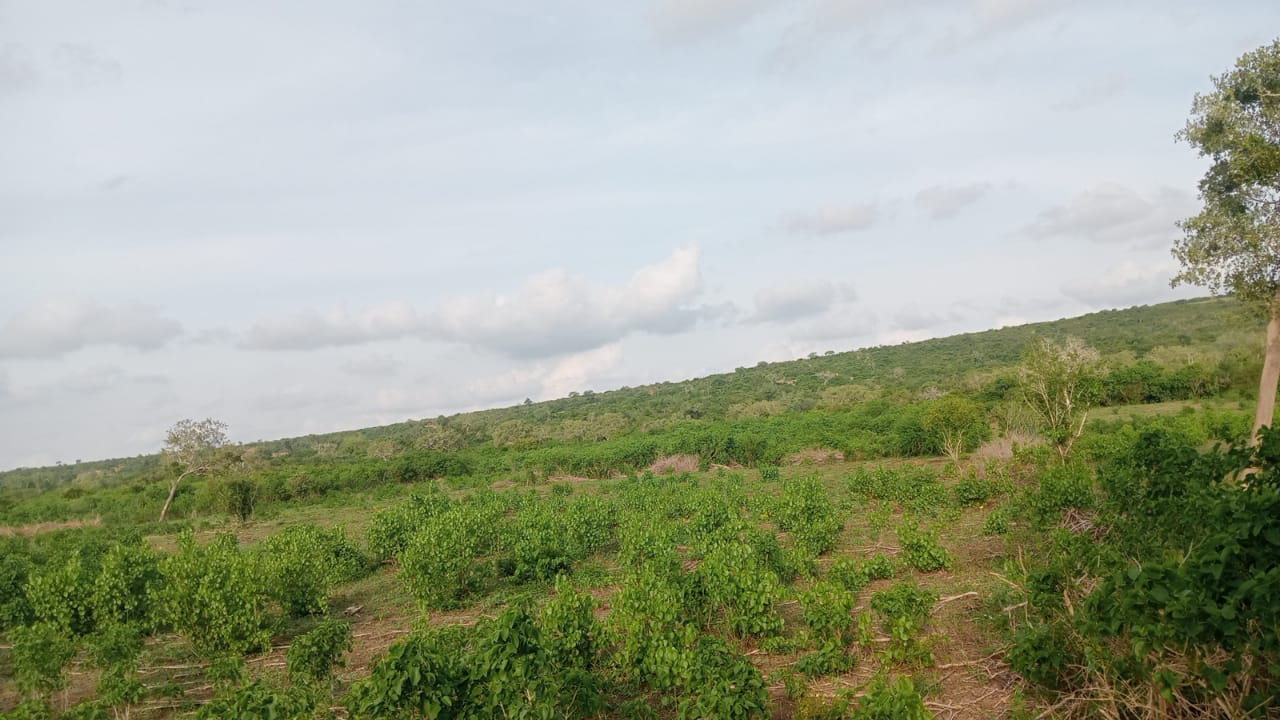 4.8 acres of fertile land for sale in Marafa Malindi with ready title deed at KES 150,000 per acre.