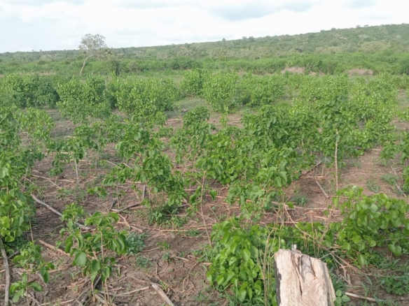 4.8 acres of fertile land for sale in Marafa Malindi with ready title deed at KES 150,000 per acre.