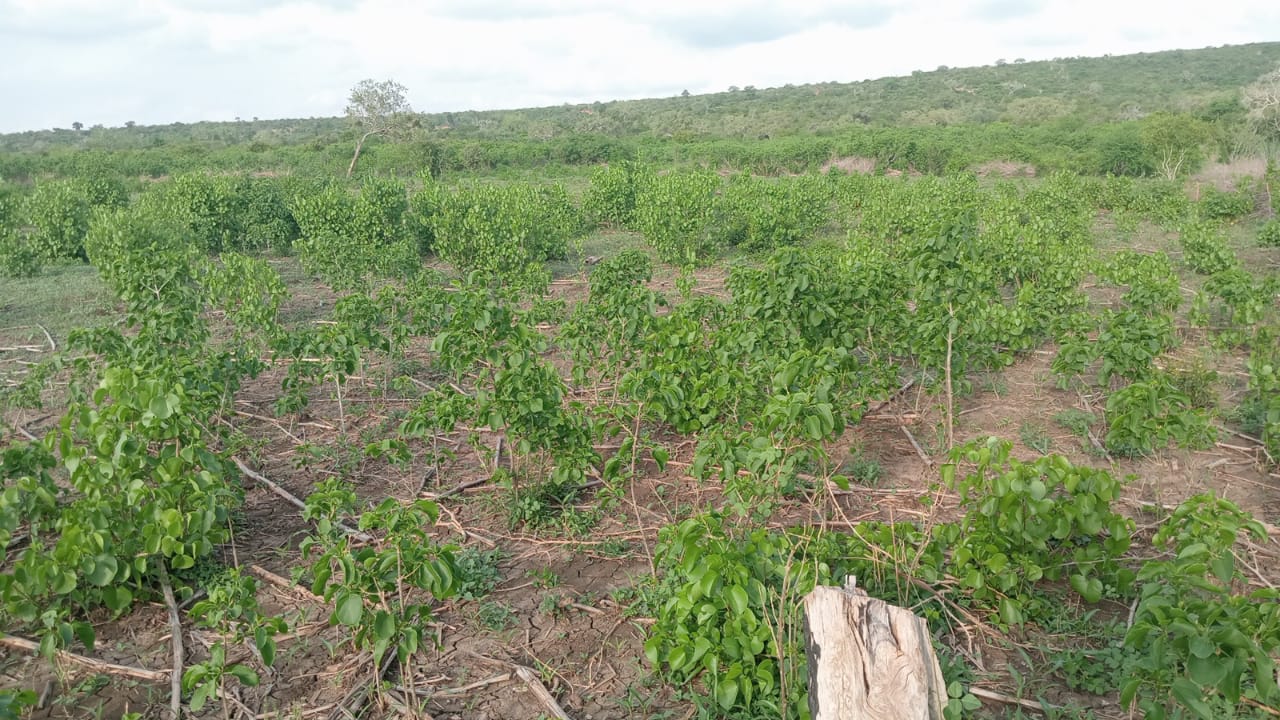 4.8 acres of fertile land for sale in Marafa Malindi with ready title deed at KES 150,000 per acre.