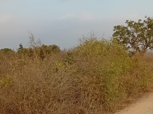48 acres fertile land for sale near Marafa Malindi with road frontage close to tarmac total price 5.76M