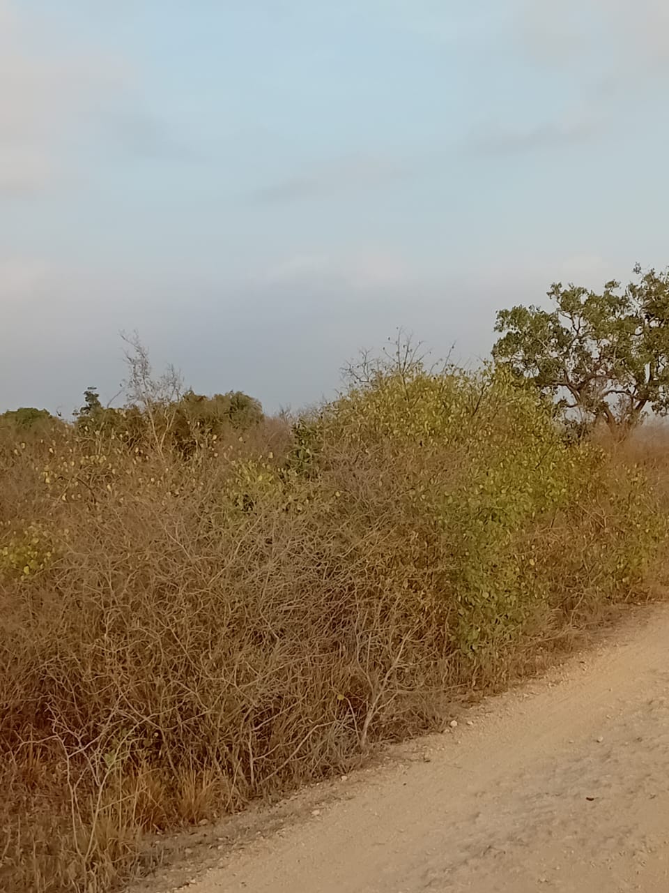 48 acres fertile land for sale near Marafa Malindi with road frontage close to tarmac total price 5.76M