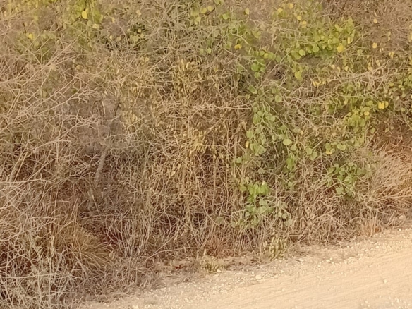 48 acres fertile land for sale near Marafa Malindi with road frontage close to tarmac total price 5.76M
