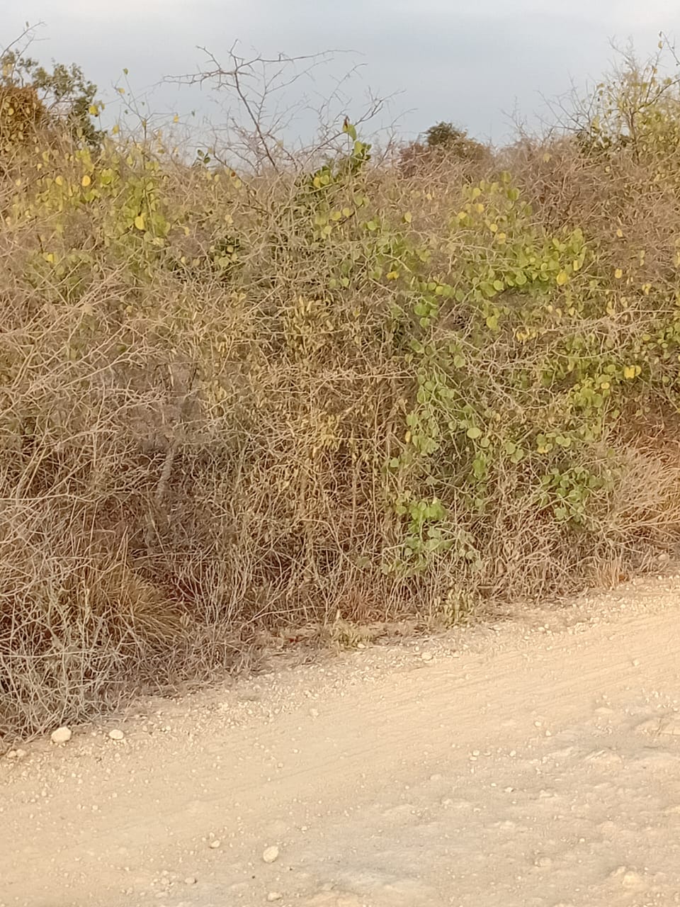 48 acres fertile land for sale near Marafa Malindi with road frontage close to tarmac total price 5.76M
