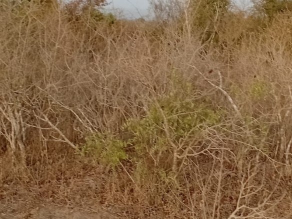 48 acres fertile land for sale near Marafa Malindi with road frontage close to tarmac total price 5.76M