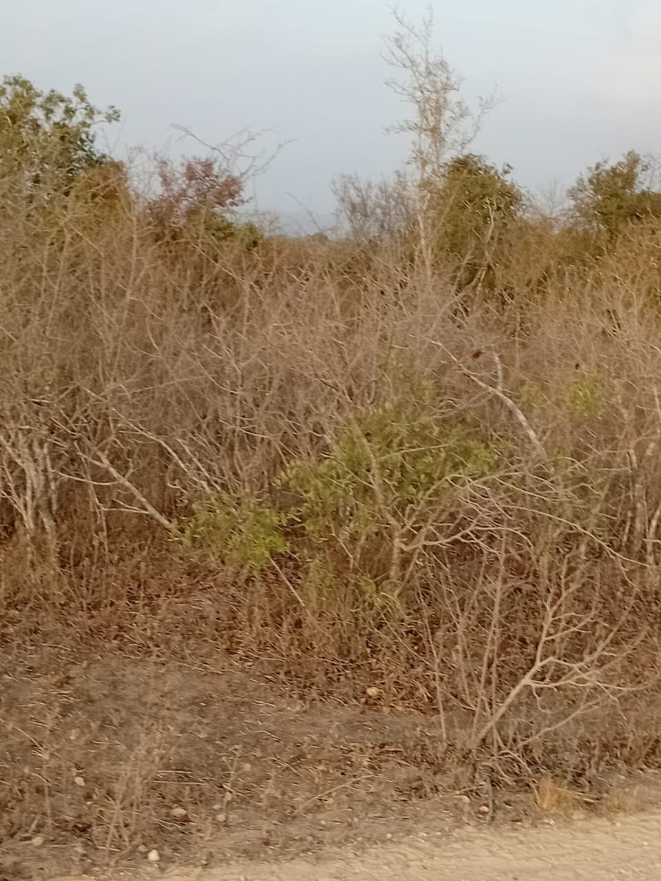 48 acres fertile land for sale near Marafa Malindi with road frontage close to tarmac total price 5.76M