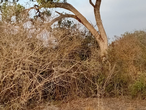 48 acres fertile land for sale near Marafa Malindi with road frontage close to tarmac total price 5.76M