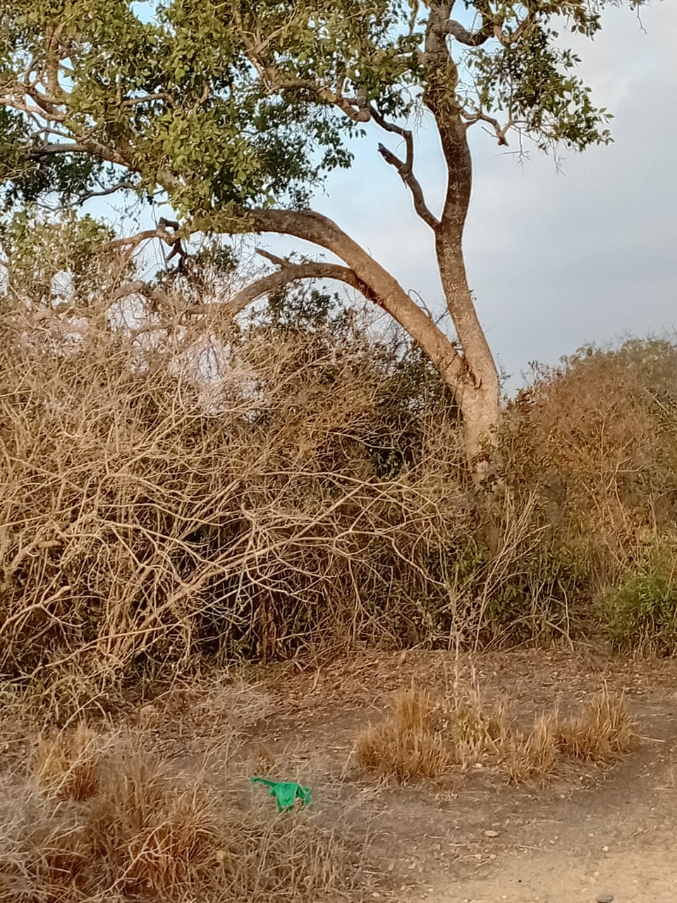 48 acres fertile land for sale near Marafa Malindi with road frontage close to tarmac total price 5.76M