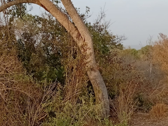 48 acres fertile land for sale near Marafa Malindi with road frontage close to tarmac total price 5.76M