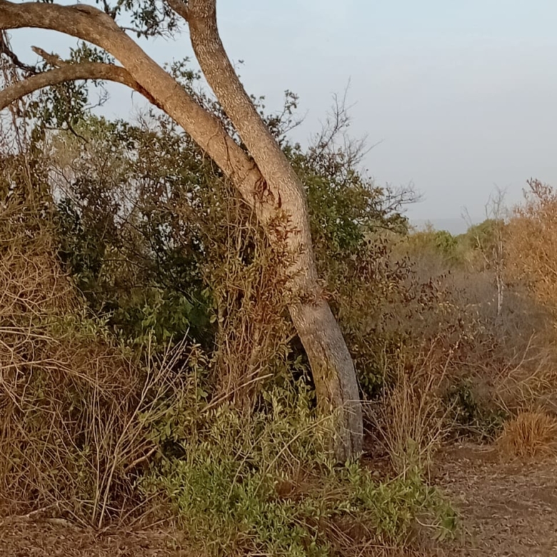 48 acres fertile land for sale near Marafa Malindi with road frontage close to tarmac total price 5.76M