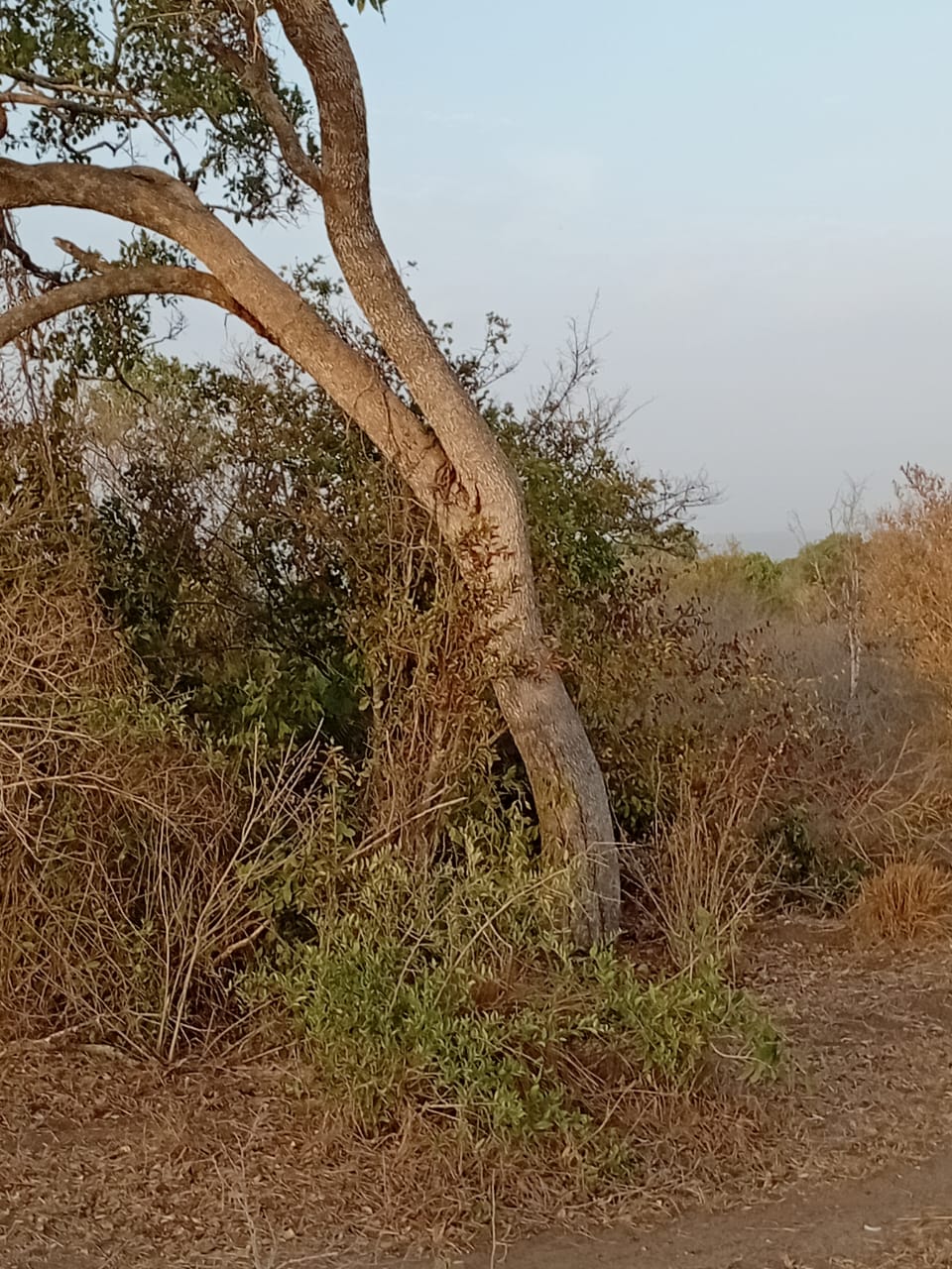 48 acres fertile land for sale near Marafa Malindi with road frontage close to tarmac total price 5.76M