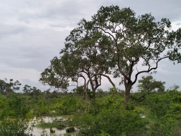 15 acres land for sale in Chakama Kathama near tarmac freehold title 185k per acre total 2.775M