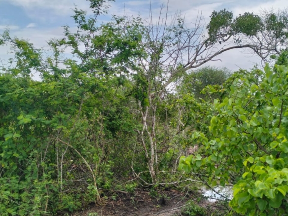 15 acres land for sale in Chakama Kathama near tarmac freehold title 185k per acre total 2.775M