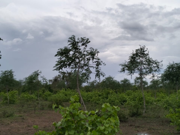 7.5 acres land for sale in Chakama Malindi second row from tarmac freehold title hardwood trees 200k per acre total 1.5M