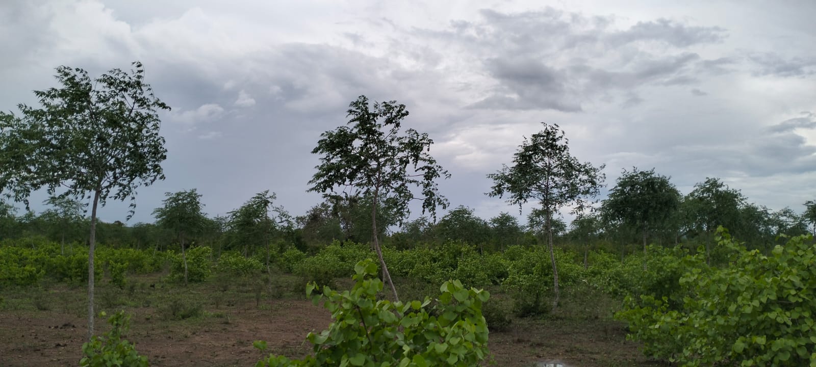 7.5 acres land for sale in Chakama Malindi second row from tarmac freehold title hardwood trees 200k per acre total 1.5M