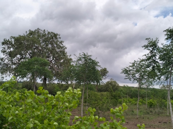 7.5 acres land for sale in Chakama Malindi second row from tarmac freehold title hardwood trees 200k per acre total 1.5M
