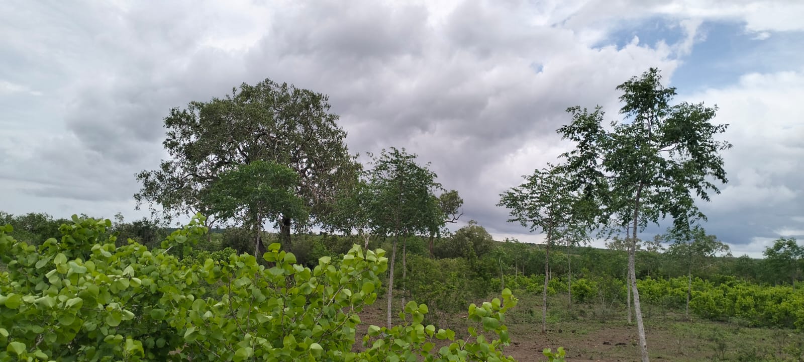 7.5 acres land for sale in Chakama Malindi second row from tarmac freehold title hardwood trees 200k per acre total 1.5M