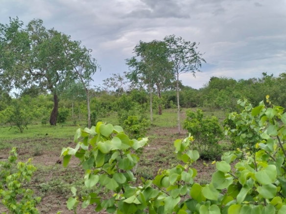 7.5 acres land for sale in Chakama Malindi second row from tarmac freehold title hardwood trees 200k per acre total 1.5M