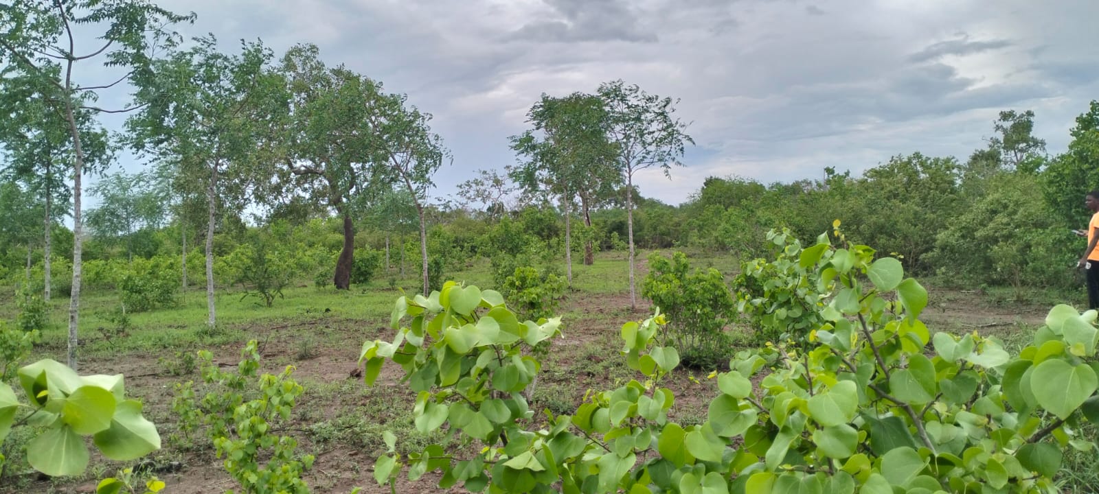 7.5 acres land for sale in Chakama Malindi second row from tarmac freehold title hardwood trees 200k per acre total 1.5M