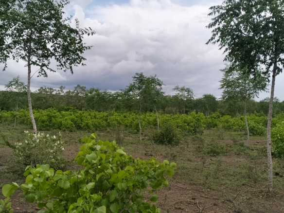 7.5 acres land for sale in Chakama Malindi second row from tarmac freehold title hardwood trees 200k per acre total 1.5M