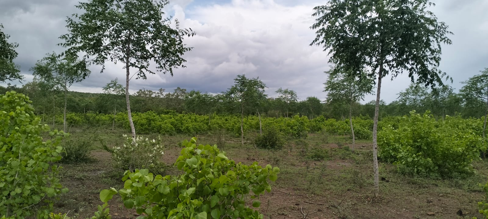 7.5 acres land for sale in Chakama Malindi second row from tarmac freehold title hardwood trees 200k per acre total 1.5M