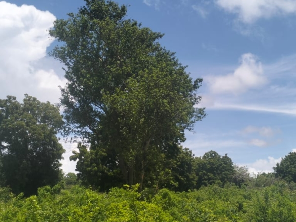 2 acres land for sale in Kaoyeni Malindi airport view red soil ready title 6.95M