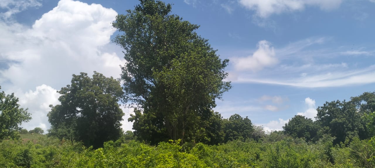 2 acres land for sale in Kaoyeni Malindi airport view red soil ready title 6.95M