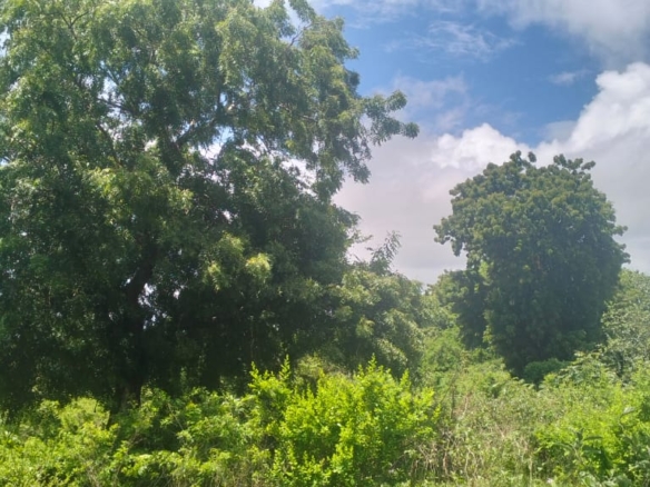 2 acres land for sale in Kaoyeni Malindi airport view red soil ready title 6.95M