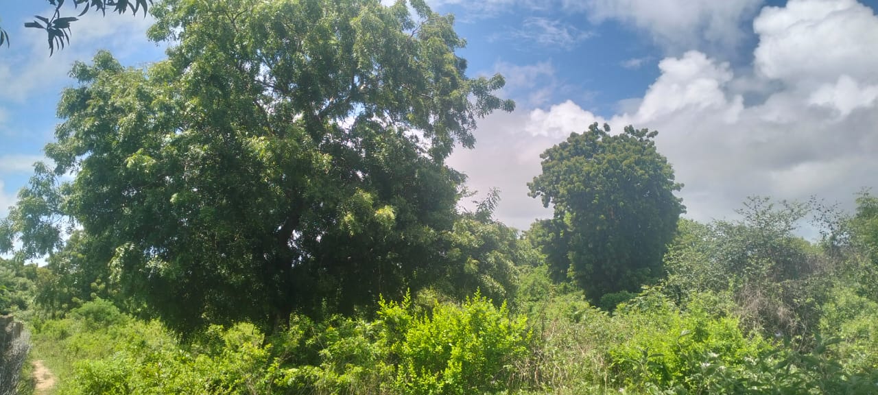 2 acres land for sale in Kaoyeni Malindi airport view red soil ready title 6.95M