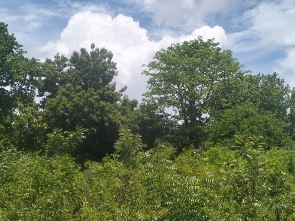 2 acres land for sale in Kaoyeni Malindi airport view red soil ready title 6.95M